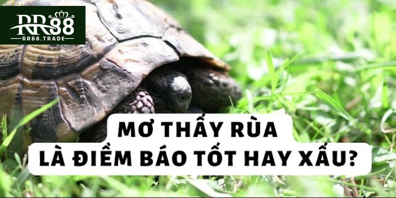 Mơ thấy rùa là điềm tốt hay xấu